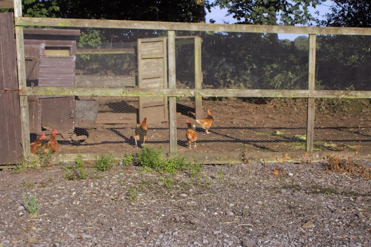 Plas Newydd Farm Llanedy Exterior foto